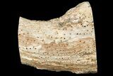 Triassic Woodworthia Petrified Log - Zimbabwe #180238-5